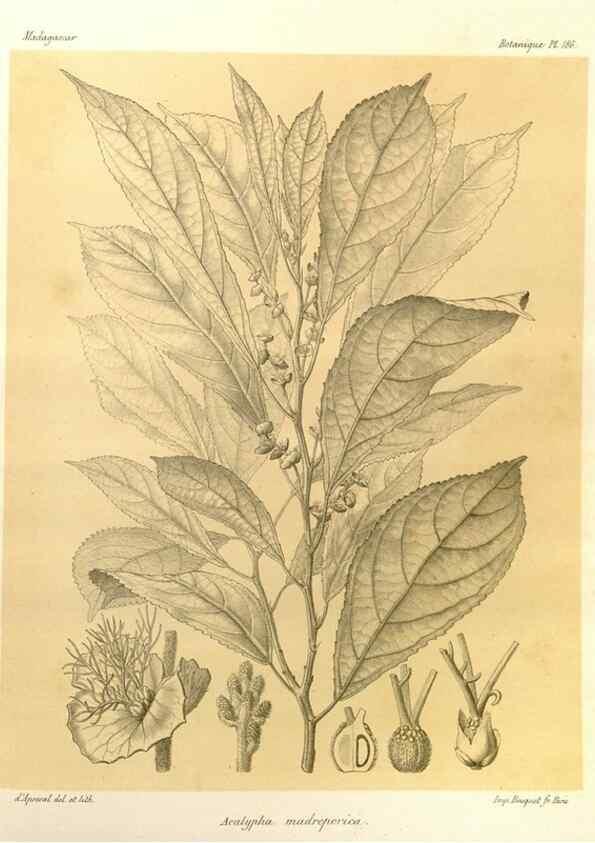 Reproducción/Reproduction 49785916181: Histoire physique, naturelle, et politique de Madagascar. Paris :Impr. nationale,1885-. 