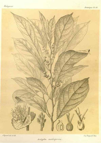 Reproducción/Reproduction 49785916181: Histoire physique, naturelle, et politique de Madagascar. Paris :Impr. nationale,1885-. 