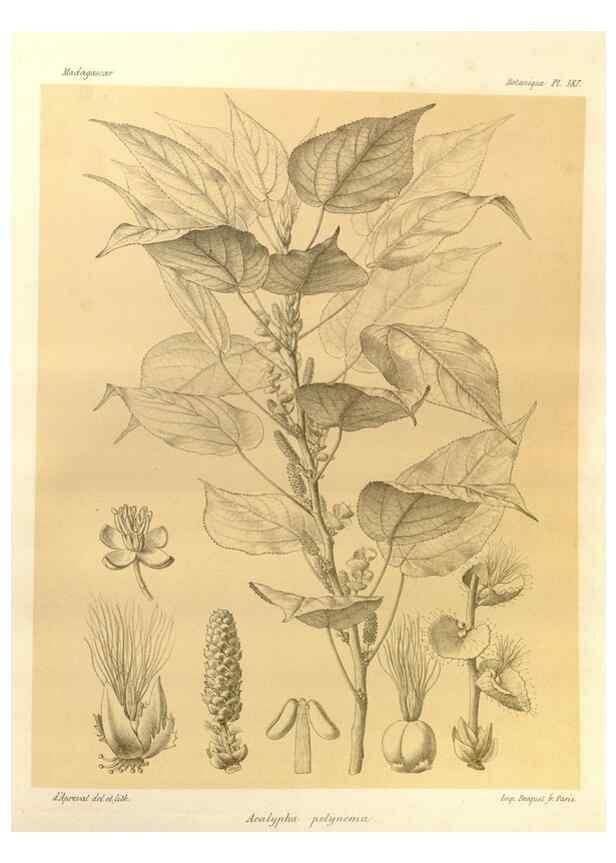 Reproducción/Reproduction 49786237467: Histoire physique, naturelle, et politique de Madagascar. Paris :Impr. nationale,1885-. 
