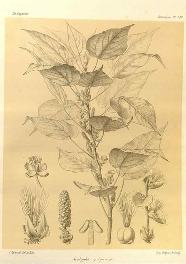 Reproducción/Reproduction 49786237467: Histoire physique, naturelle, et politique de Madagascar. Paris :Impr. nationale,1885-. 