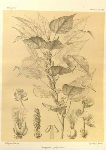 Reproducción/Reproduction 49786237467: Histoire physique, naturelle, et politique de Madagascar. Paris :Impr. nationale,1885-. 