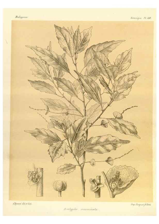 Reproducción/Reproduction 49785917001: Histoire physique, naturelle, et politique de Madagascar. Paris :Impr. nationale,1885-. 