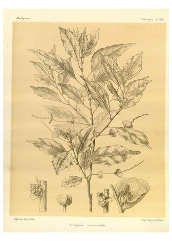 Reproducción/Reproduction 49785917001: Histoire physique, naturelle, et politique de Madagascar. Paris :Impr. nationale,1885-. 