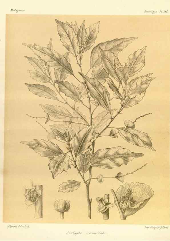 Reproducción/Reproduction 49785917001: Histoire physique, naturelle, et politique de Madagascar. Paris :Impr. nationale,1885-. 