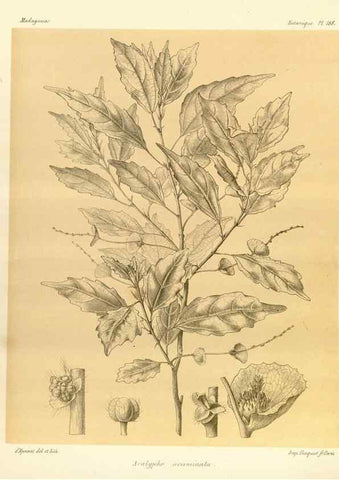 Reproducción/Reproduction 49785917001: Histoire physique, naturelle, et politique de Madagascar. Paris :Impr. nationale,1885-. 