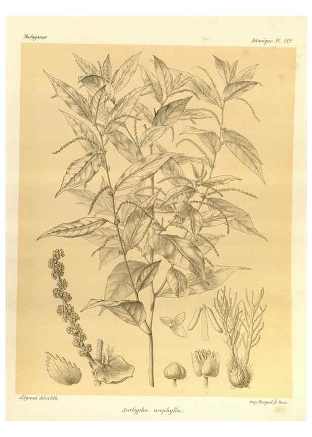 Reproducción/Reproduction 49785379903: Histoire physique, naturelle, et politique de Madagascar. Paris :Impr. nationale,1885-. 