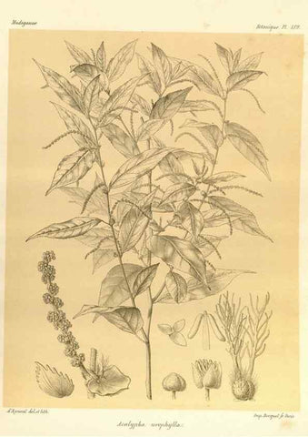 Reproducción/Reproduction 49785379903: Histoire physique, naturelle, et politique de Madagascar. Paris :Impr. nationale,1885-. 