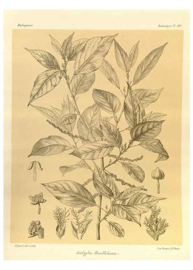 Reproducción/Reproduction 49785380273: Histoire physique, naturelle, et politique de Madagascar. Paris :Impr. nationale,1885-. 