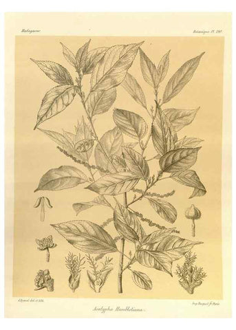 Reproducción/Reproduction 49785380273: Histoire physique, naturelle, et politique de Madagascar. Paris :Impr. nationale,1885-. 