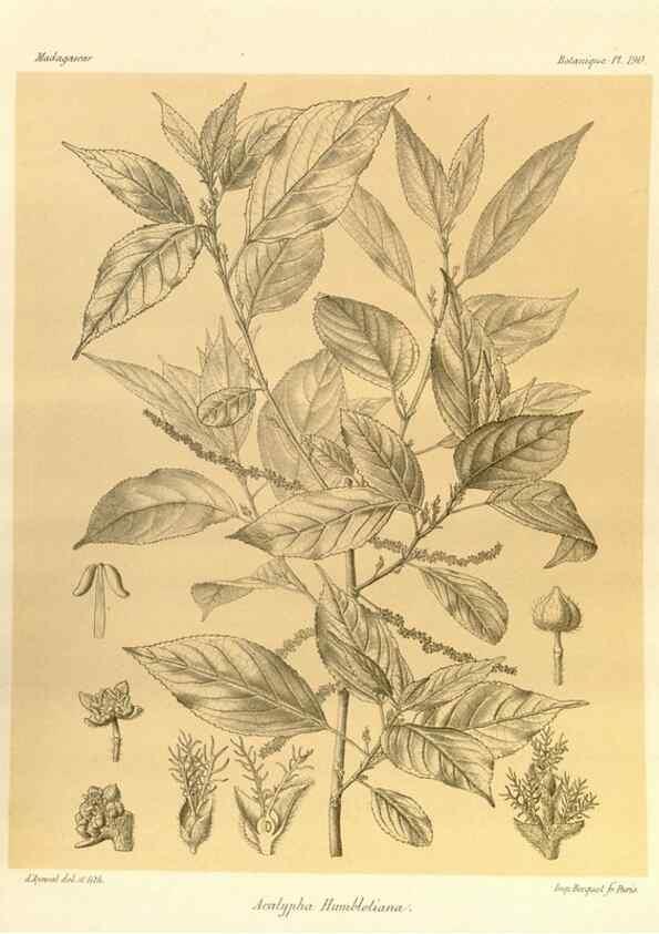 Reproducción/Reproduction 49785380273: Histoire physique, naturelle, et politique de Madagascar. Paris :Impr. nationale,1885-. 