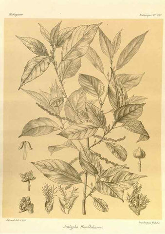 Reproducción/Reproduction 49785380273: Histoire physique, naturelle, et politique de Madagascar. Paris :Impr. nationale,1885-. 