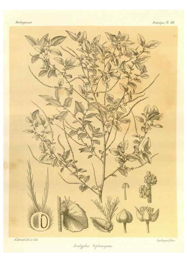 Reproducción/Reproduction 49785380538: Histoire physique, naturelle, et politique de Madagascar. Paris :Impr. nationale,1885-. 