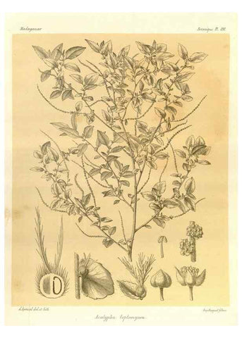 Reproducción/Reproduction 49785380538: Histoire physique, naturelle, et politique de Madagascar. Paris :Impr. nationale,1885-. 