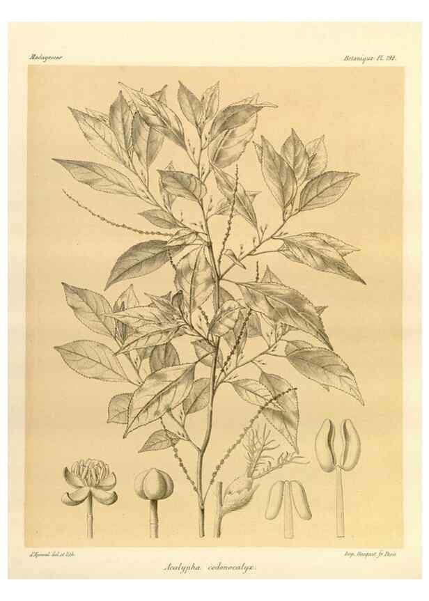 Reproducción/Reproduction 49785918371: Histoire physique, naturelle, et politique de Madagascar. Paris :Impr. nationale,1885-. 