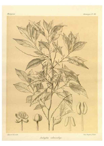 Reproducción/Reproduction 49785918371: Histoire physique, naturelle, et politique de Madagascar. Paris :Impr. nationale,1885-. 
