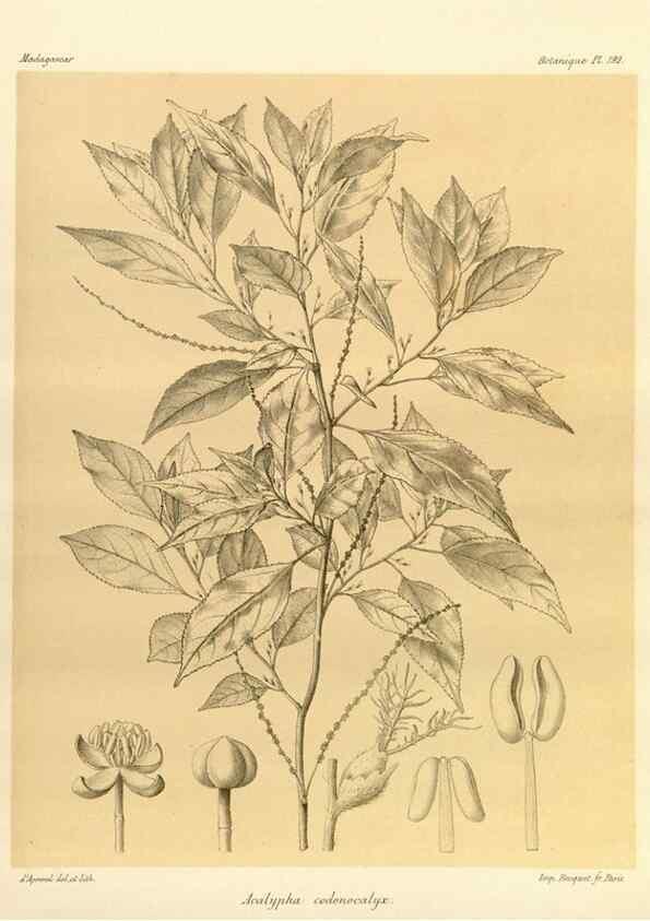 Reproducción/Reproduction 49785918371: Histoire physique, naturelle, et politique de Madagascar. Paris :Impr. nationale,1885-. 