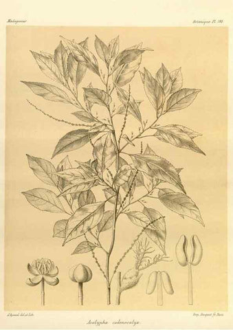 Reproducción/Reproduction 49785918371: Histoire physique, naturelle, et politique de Madagascar. Paris :Impr. nationale,1885-. 