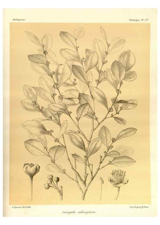 Reproducción/Reproduction 49786233887: Histoire physique, naturelle, et politique de Madagascar. Paris :Impr. nationale,1885-. 