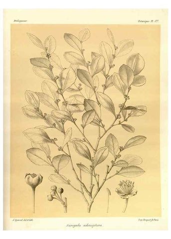 Reproducción/Reproduction 49786233887: Histoire physique, naturelle, et politique de Madagascar. Paris :Impr. nationale,1885-. 