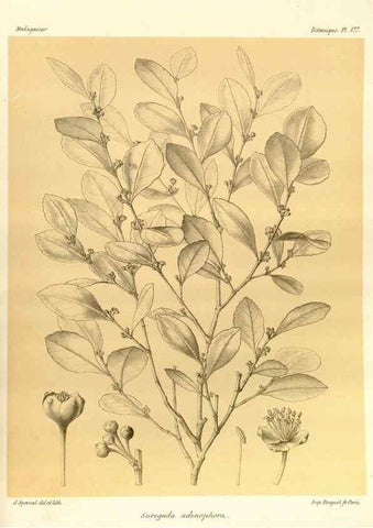 Reproducción/Reproduction 49786233887: Histoire physique, naturelle, et politique de Madagascar. Paris :Impr. nationale,1885-. 