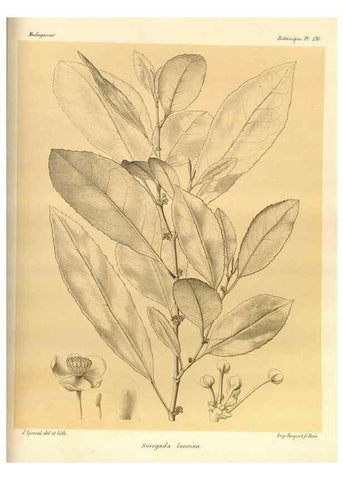 Reproducción/Reproduction 49785375273: Histoire physique, naturelle, et politique de Madagascar. Paris :Impr. nationale,1885-. 