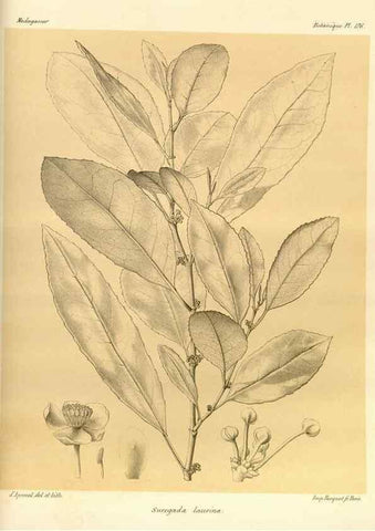 Reproducción/Reproduction 49785375273: Histoire physique, naturelle, et politique de Madagascar. Paris :Impr. nationale,1885-. 