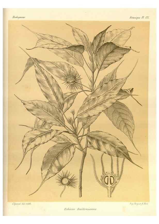 Reproducción/Reproduction 49785374978: Histoire physique, naturelle, et politique de Madagascar. Paris :Impr. nationale,1885-. 