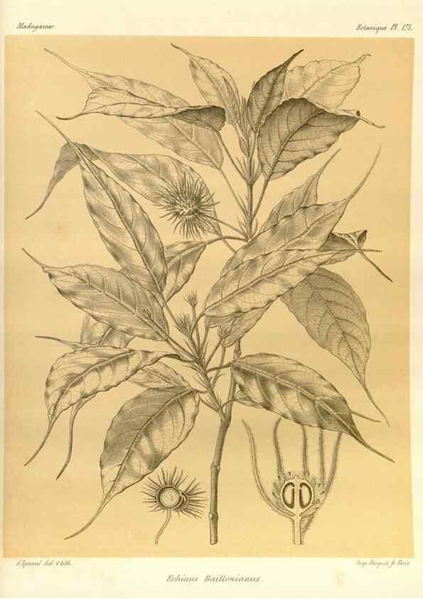 Reproducción/Reproduction 49785374978: Histoire physique, naturelle, et politique de Madagascar. Paris :Impr. nationale,1885-. 