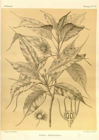 Reproducción/Reproduction 49785374978: Histoire physique, naturelle, et politique de Madagascar. Paris :Impr. nationale,1885-. 