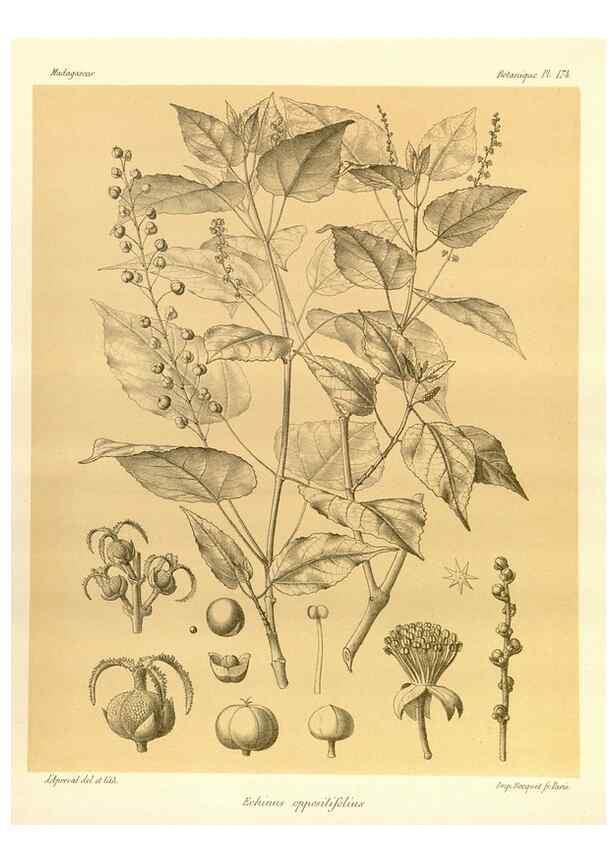 Reproducción/Reproduction 49785912151: Histoire physique, naturelle, et politique de Madagascar. Paris :Impr. nationale,1885-. 