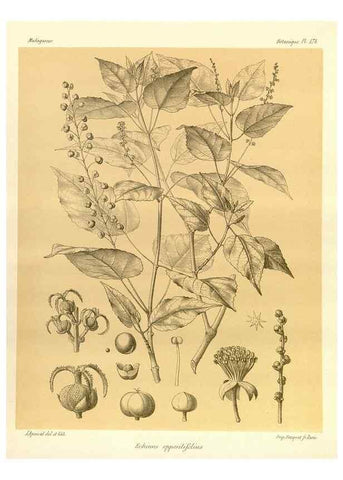Reproducción/Reproduction 49785912151: Histoire physique, naturelle, et politique de Madagascar. Paris :Impr. nationale,1885-. 