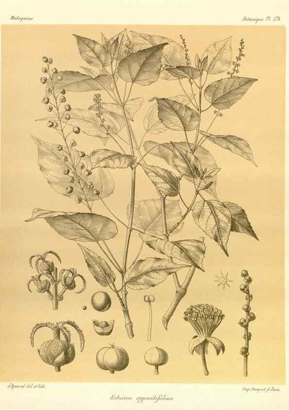 Reproducción/Reproduction 49785912151: Histoire physique, naturelle, et politique de Madagascar. Paris :Impr. nationale,1885-. 