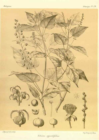 Reproducción/Reproduction 49785912151: Histoire physique, naturelle, et politique de Madagascar. Paris :Impr. nationale,1885-. 
