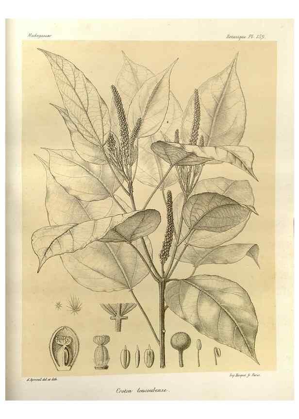 Reproducción/Reproduction 49786228002: Histoire physique, naturelle, et politique de Madagascar. Paris :Impr. nationale,1885-. 