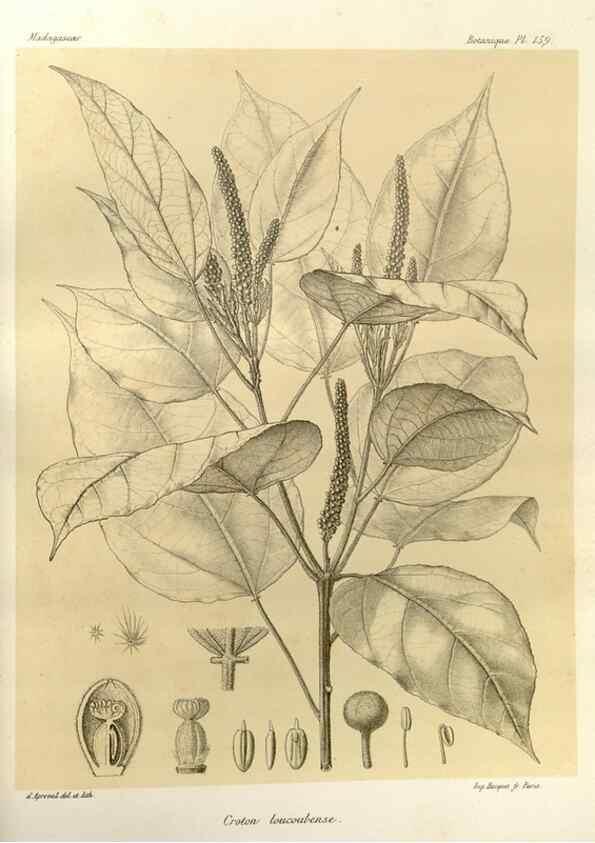 Reproducción/Reproduction 49786228002: Histoire physique, naturelle, et politique de Madagascar. Paris :Impr. nationale,1885-. 