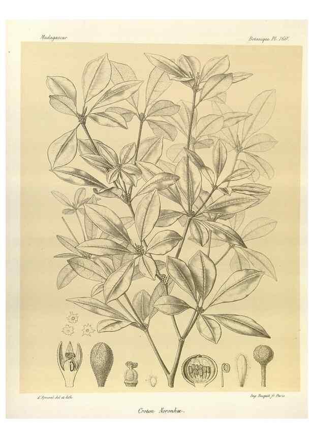 Reproducción/Reproduction 49785369518: Histoire physique, naturelle, et politique de Madagascar. Paris :Impr. nationale,1885-. 