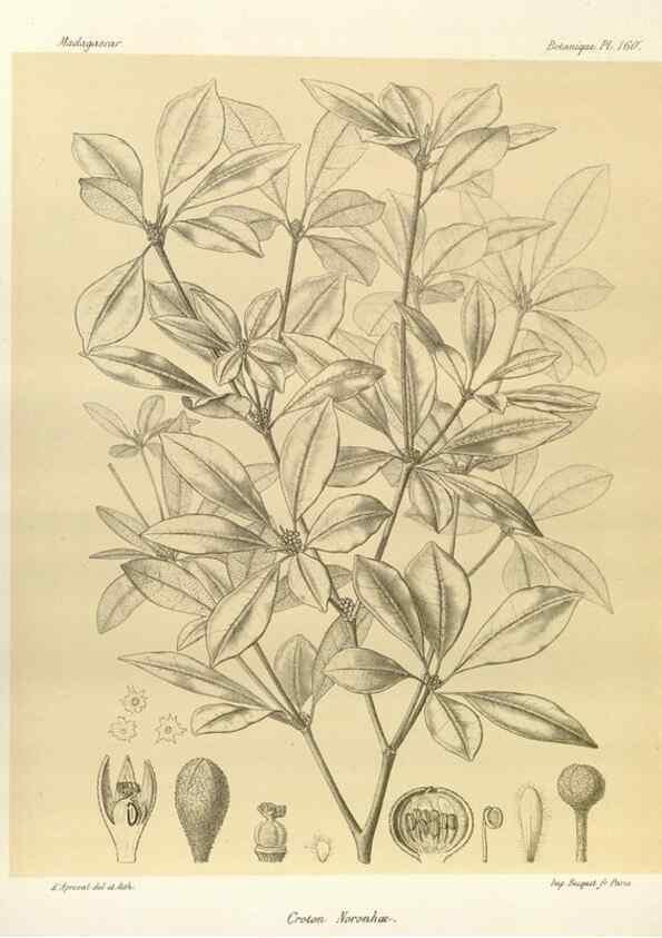 Reproducción/Reproduction 49785369518: Histoire physique, naturelle, et politique de Madagascar. Paris :Impr. nationale,1885-. 
