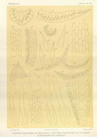 Reproducción/Reproduction 49785907721: Histoire physique, naturelle, et politique de Madagascar. Paris :Impr. nationale,1885-. 
