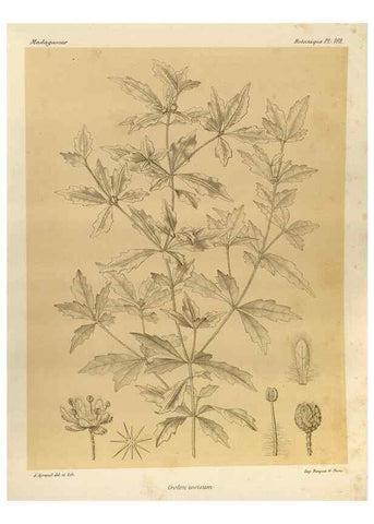 Reproducción/Reproduction 49785370028: Histoire physique, naturelle, et politique de Madagascar. Paris :Impr. nationale,1885-. 