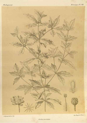 Reproducción/Reproduction 49785370028: Histoire physique, naturelle, et politique de Madagascar. Paris :Impr. nationale,1885-. 