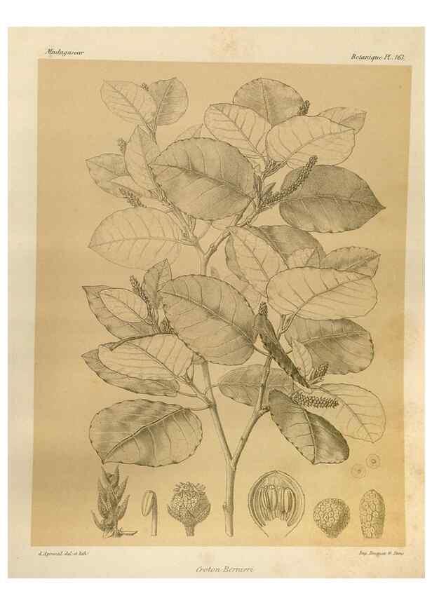 Reproducción/Reproduction 49786229012: Histoire physique, naturelle, et politique de Madagascar. Paris :Impr. nationale,1885-. 