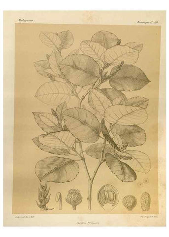 Reproducción/Reproduction 49786229012: Histoire physique, naturelle, et politique de Madagascar. Paris :Impr. nationale,1885-. 
