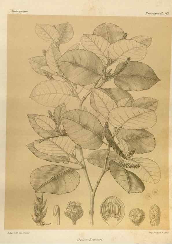 Reproducción/Reproduction 49786229012: Histoire physique, naturelle, et politique de Madagascar. Paris :Impr. nationale,1885-. 