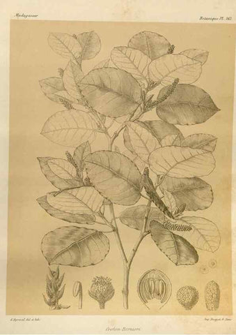 Reproducción/Reproduction 49786229012: Histoire physique, naturelle, et politique de Madagascar. Paris :Impr. nationale,1885-. 