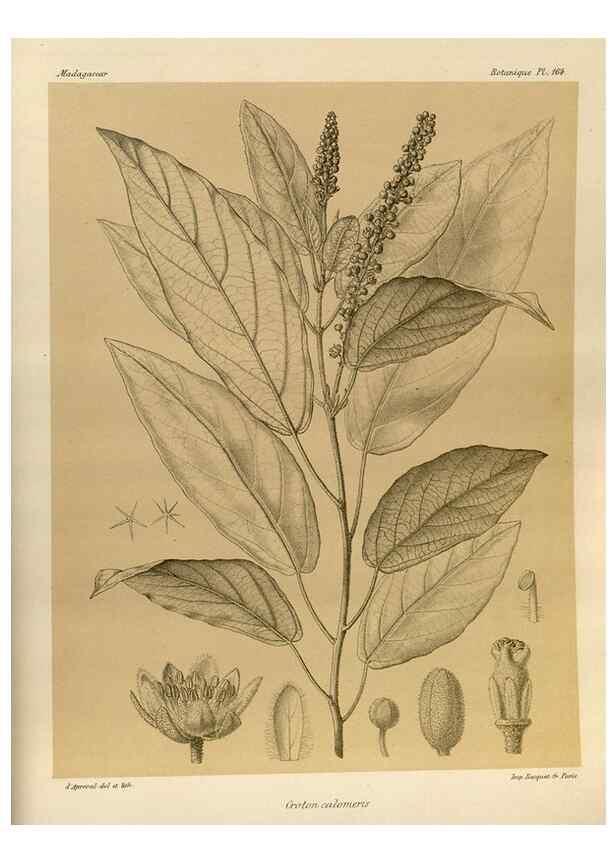 Reproducción/Reproduction 49786229702: Histoire physique, naturelle, et politique de Madagascar. Paris :Impr. nationale,1885-. 