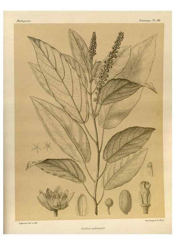 Reproducción/Reproduction 49786229702: Histoire physique, naturelle, et politique de Madagascar. Paris :Impr. nationale,1885-. 