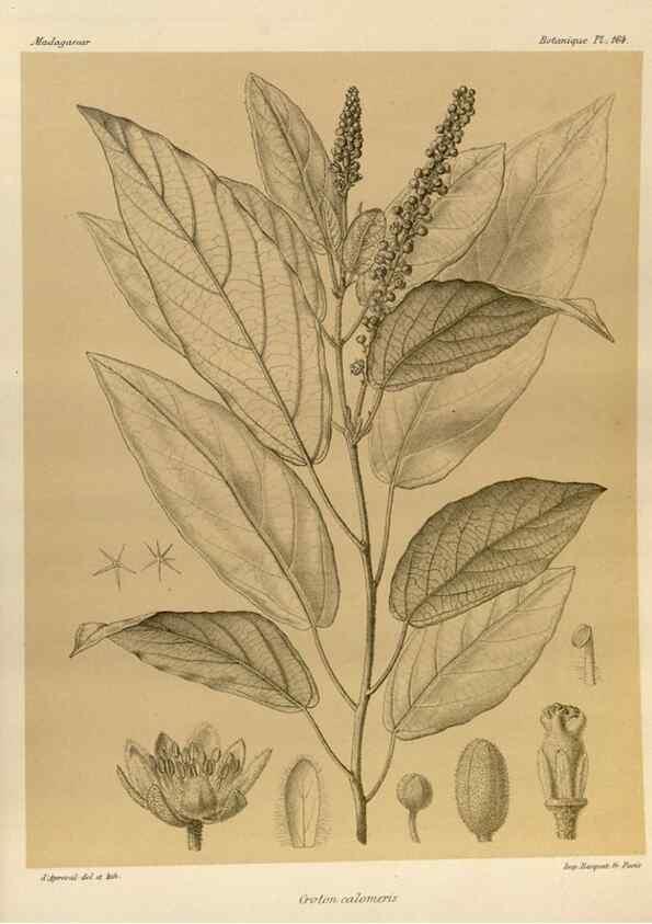 Reproducción/Reproduction 49786229702: Histoire physique, naturelle, et politique de Madagascar. Paris :Impr. nationale,1885-. 
