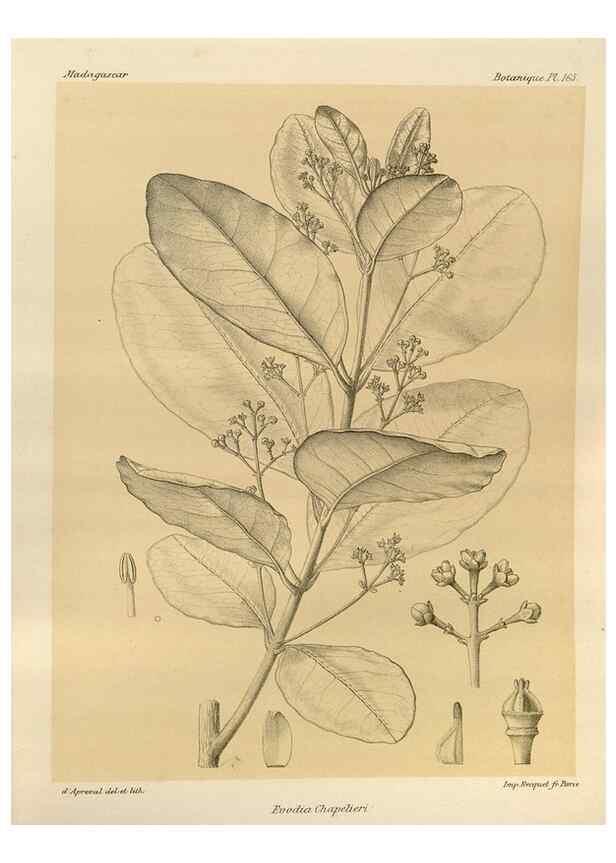 Reproducción/Reproduction 49785371533: Histoire physique, naturelle, et politique de Madagascar. Paris :Impr. nationale,1885-. 