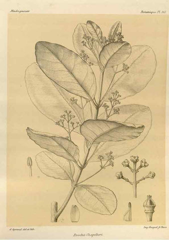 Reproducción/Reproduction 49785371533: Histoire physique, naturelle, et politique de Madagascar. Paris :Impr. nationale,1885-. 