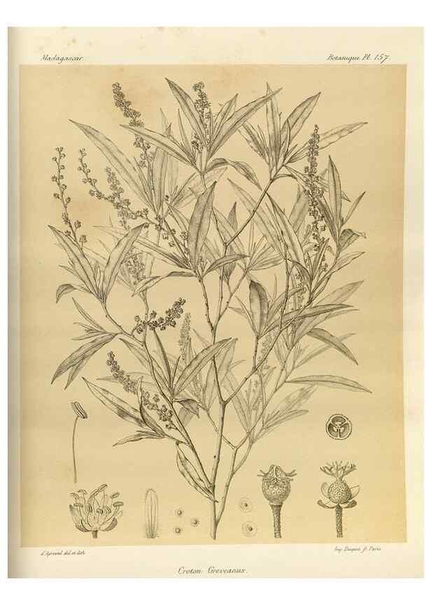 Reproducción/Reproduction 49786227377: Histoire physique, naturelle, et politique de Madagascar. Paris :Impr. nationale,1885-. 